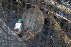 Macrochelys temminckii