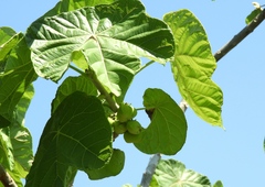Jatropha peltata