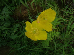 Papaver cambricum