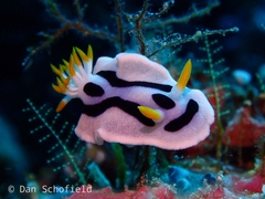 Chromodoris alcalai
