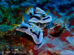 Chromodoris alcalai