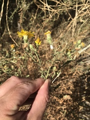 Heterotheca shevockii