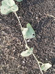 Robert H. Wardell, CC0, iNaturalist via GBIF Trichosanthes scabra, photograph Robert H. Wardell, CC0, iNaturalist via GBIF