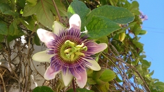 Passiflora alata × caerulea
