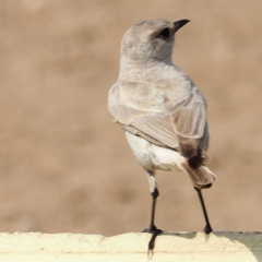 Emarginata tractrac