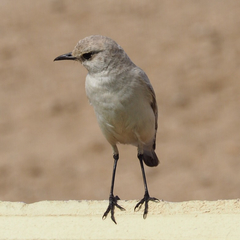Emarginata tractrac