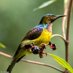 Anthreptes malacensis