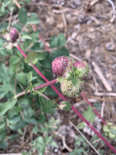 iNaturalist observation photo of Blennogeneris