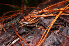 Stuart's Forest Skink photo 2