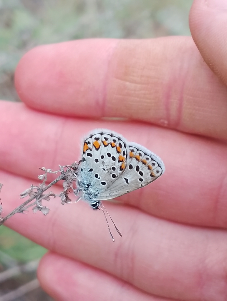 Plebejus pylaon