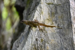 Anolis mestrei