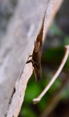 Anolis mestrei