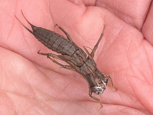 iNaturalist observation photo of Giant Stoneflies and Salmonflies