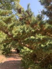 Pinus parviflora