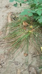 Carex subfusca