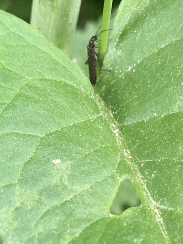 iNaturalist observation photo of Stoneflies