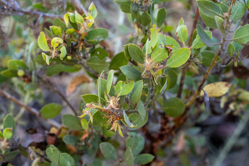 Arctostaphylos pilosula Jeps. & Wiesl.
