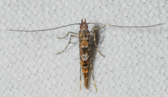 Gracillaria syringella