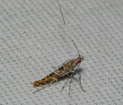 Gracillaria syringella