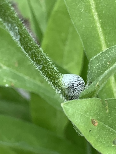 iNaturalist observation photo of Meadow Spittlebug