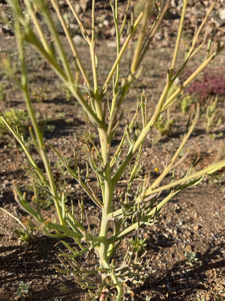 Cow Sunspurge
