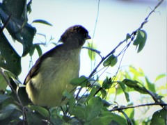 Chlorocichla flaviventris flaviventris