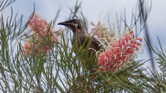 Anthochaera carunculata