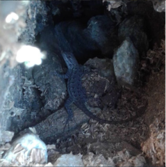 Sceloporus occidentalis