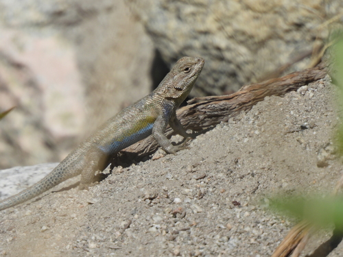 iNaturalist observation photo of Common Sagebrush Lizard