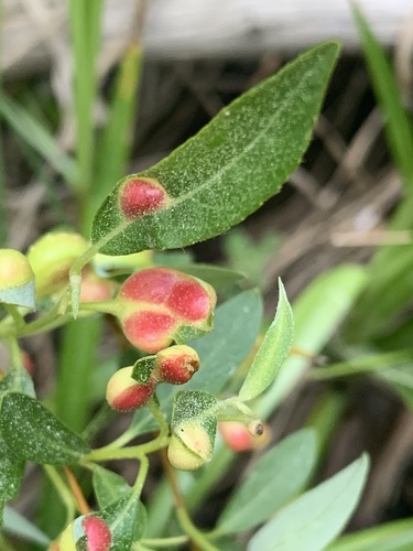 iNaturalist observation photo of Willow Apple Gall Sawfly