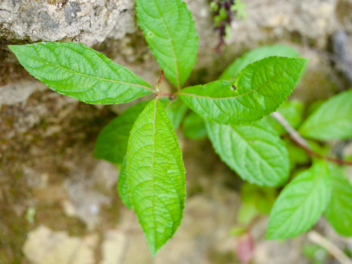 Salix vulpina iNat (1)