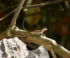 Anolis mestrei