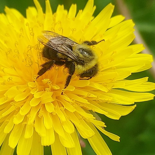 Common Eastern Bumble Bee photographed in Alaska