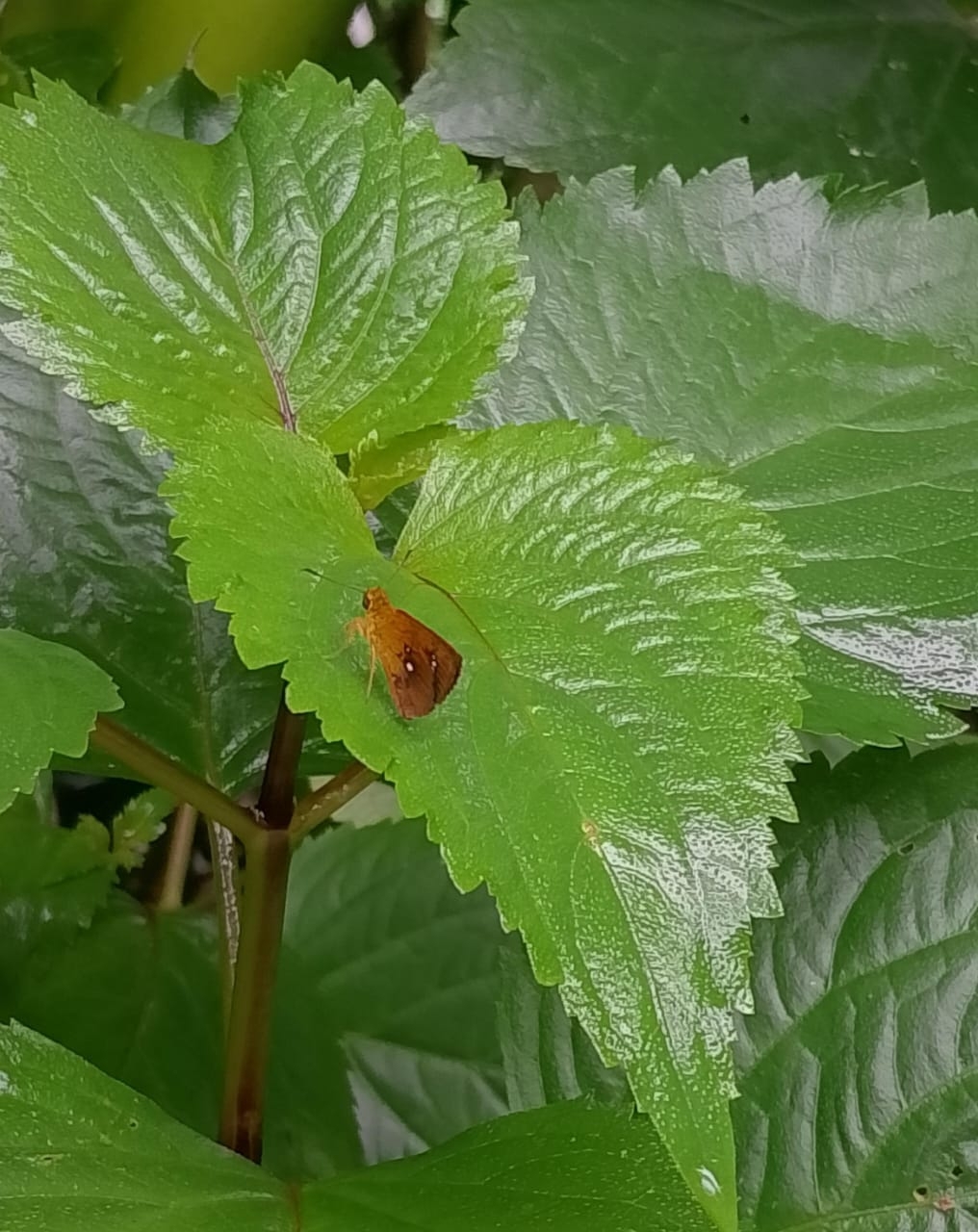 Chestnut Bob