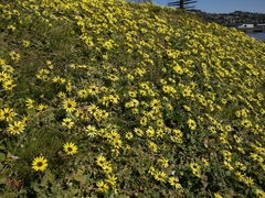 Arctotheca calendula