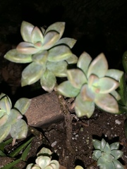 Graptopetalum