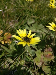 Arctotheca calendula