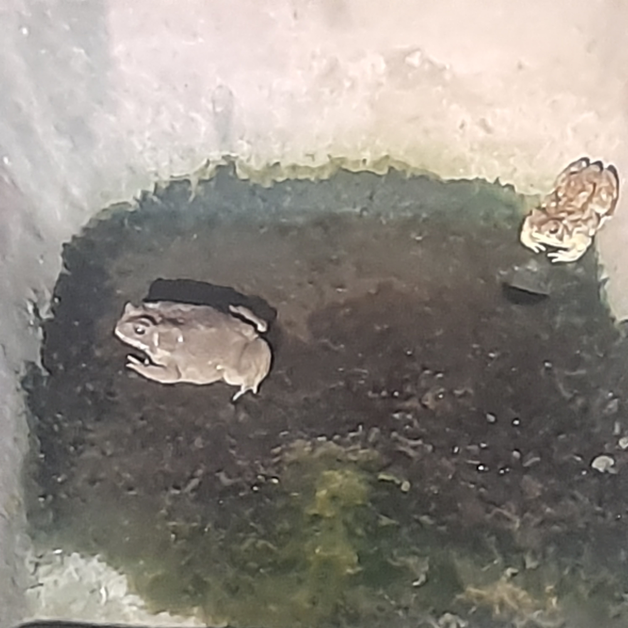 Indian Common True Toad