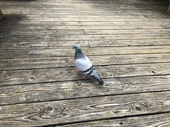 Columba livia domestica