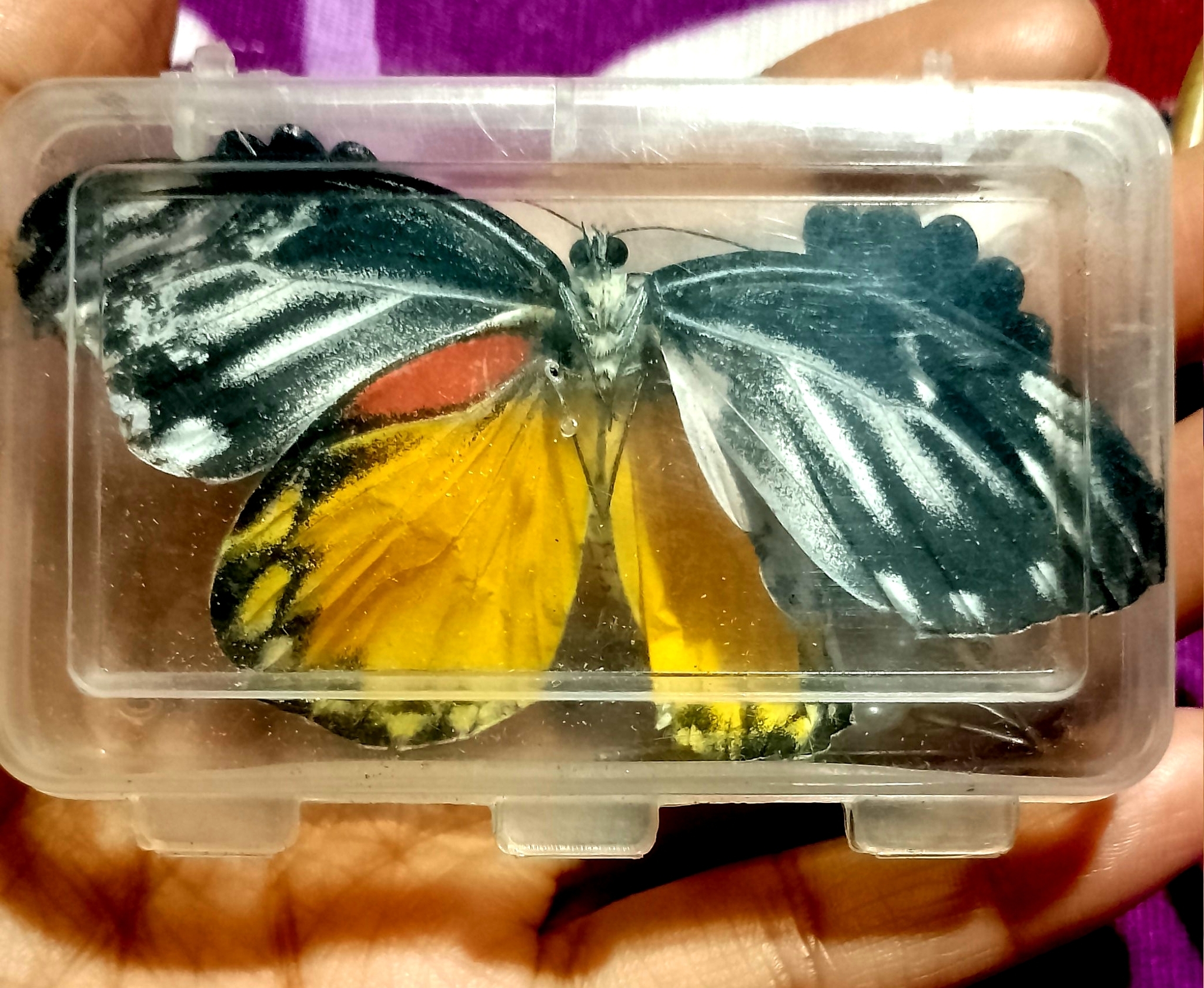 Redspot Jezebel