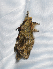 Euglyphis submarginalis