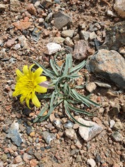 Takhtajaniantha austriaca, photograph Urgamal Magsar, CC BY, iNaturalist via GBIF