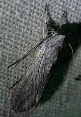 Cucullia intermedia
