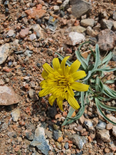 Takhtajaniantha austriaca, photograph 4