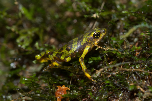 Harlequin frog, Atelopus limosus