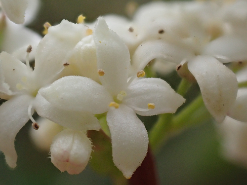 Galium boreale iNat (2)