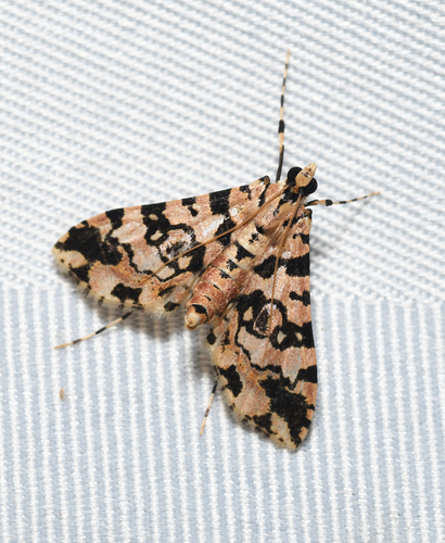 Conchylodes bryophilalis Hampson, 1898