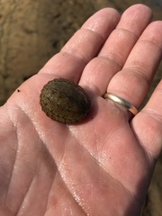 Sternotherus intermedius