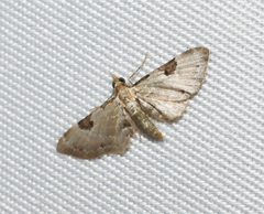 Eupithecia tenera