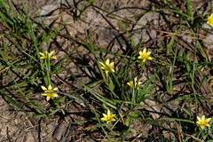 Romulea flava minor